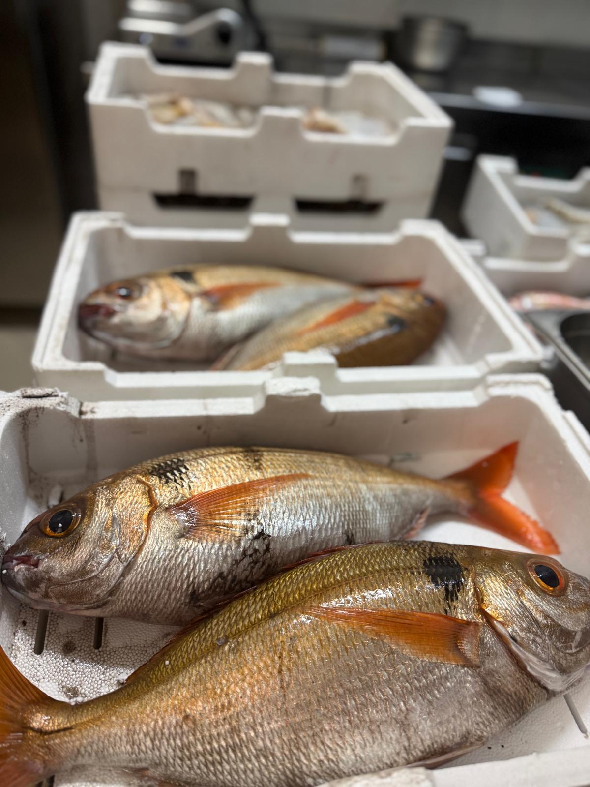 Orata, pesce fresco del giorno